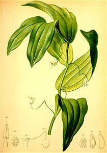Streptopus amplexifolius Atlas Alpenflora