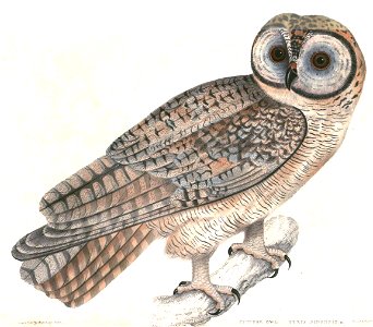 Strix ocellata Hardwicke