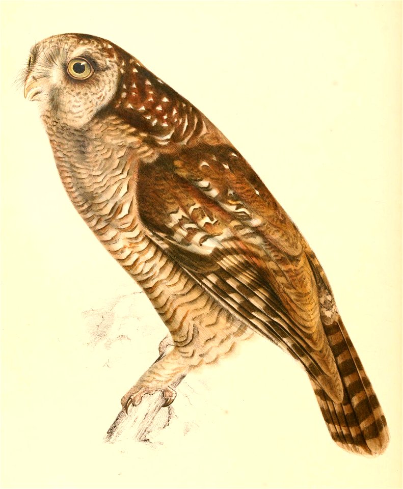Strix woodfordii 1838