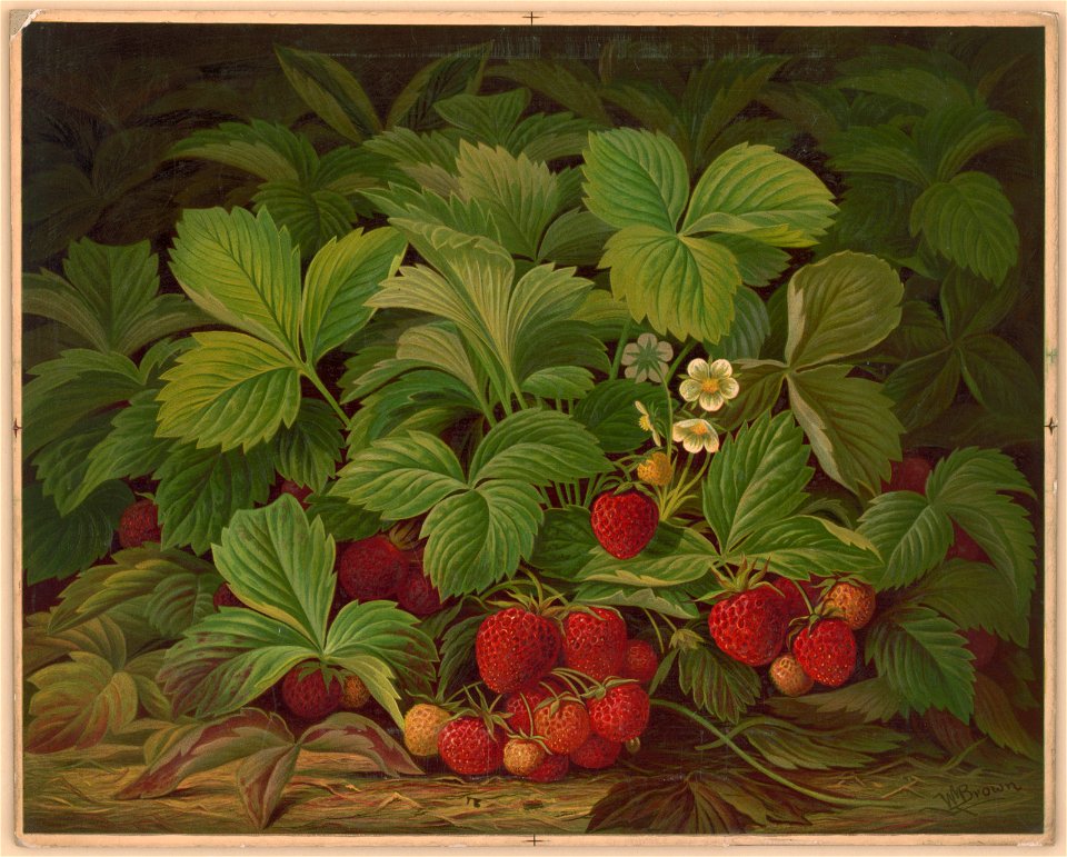 Strawberries - after W.M. Brown. LCCN2017660435