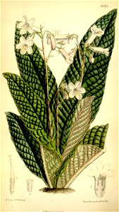 Streptocarpus parviflorus