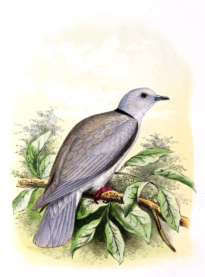 Streptopelia roseogrisea risoria 1869
