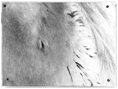 Streiff - Livrustkammaren - 34392-negative
