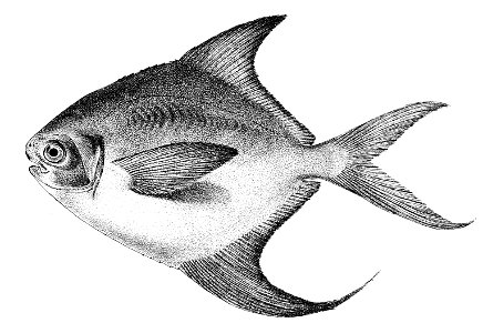 Stromateus cinereus (imm) Ford 53