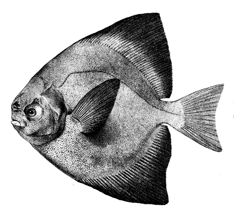 Stromateus sinensis Ford 51C