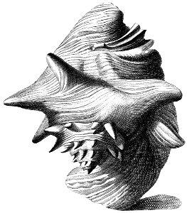 Strombus-gigas-001