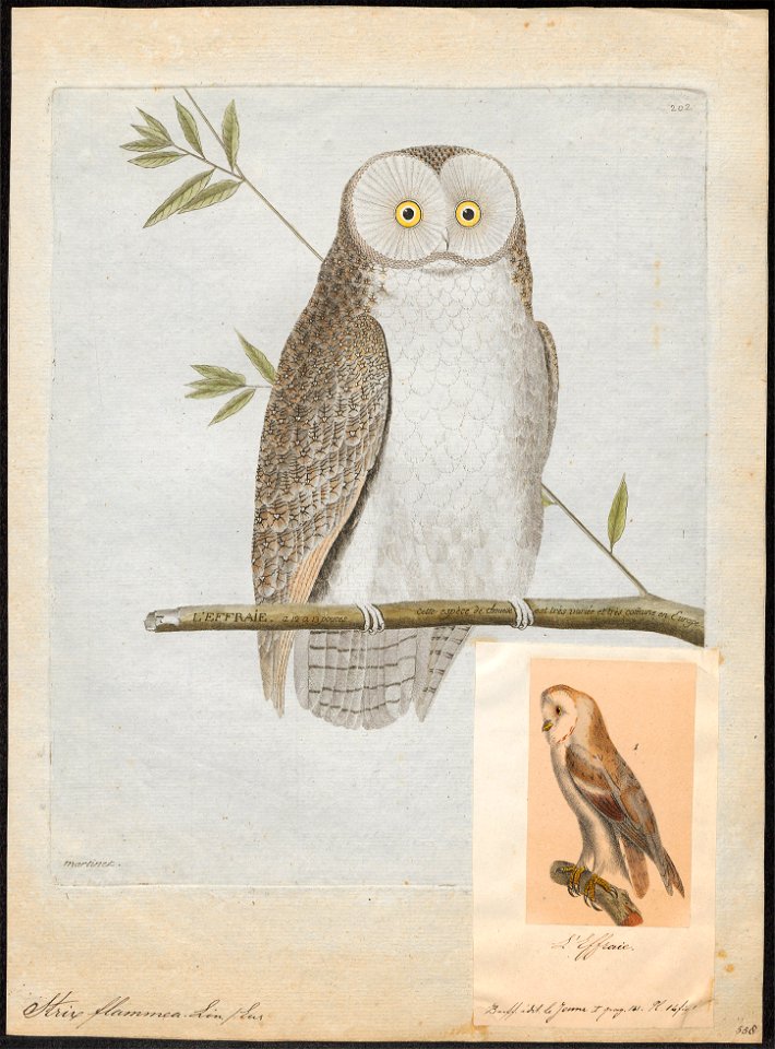 Strix flammea - 1790-1796 - Print - Iconographia Zoologica - Special Collections University of Amsterdam - UBA01 IZ18400229