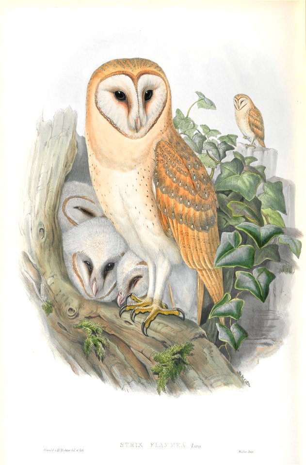 Strix Flammea