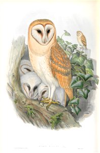 Strix Flammea