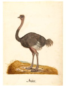 Struisvogel
