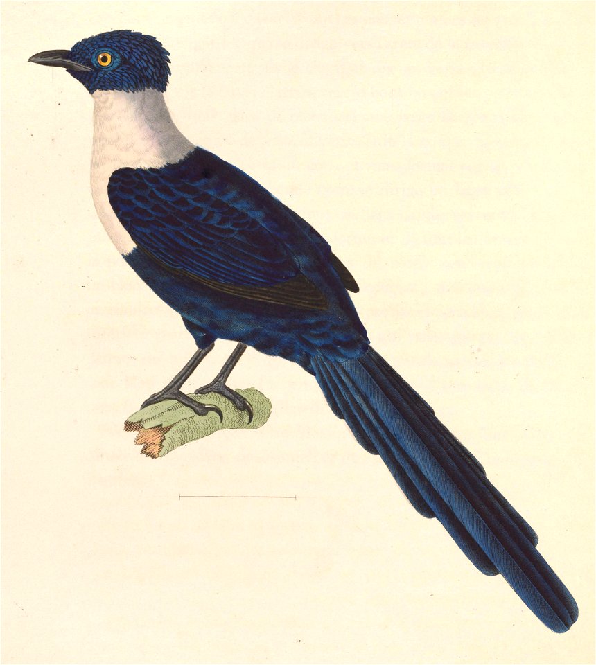 Streptocitta albicollis 1838