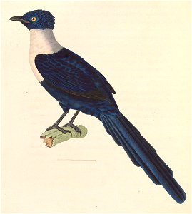 Streptocitta albicollis 1838