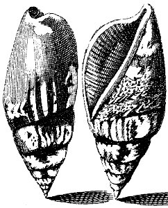 Strombus-fragilis-001