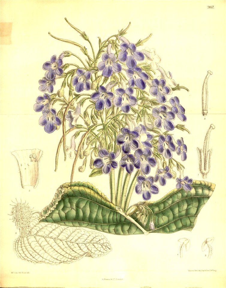 Streptocarpus goetzei