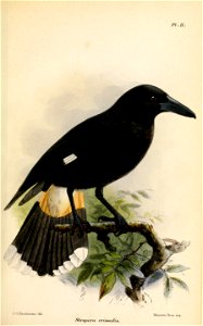 Strepera crissalis - Keulemans