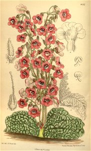 Streptocarpus denticulata 141-8632