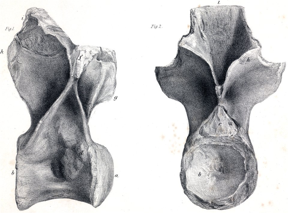 Streptospondylus