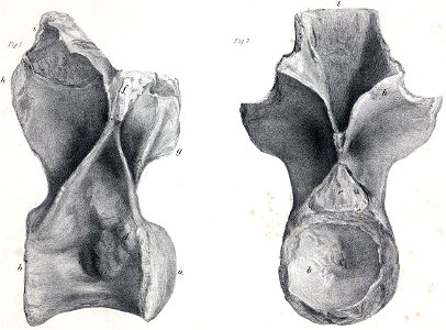 Streptospondylus