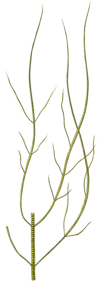 Striaria attenuata