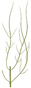 Striaria attenuata. Free illustration for personal and commercial use.