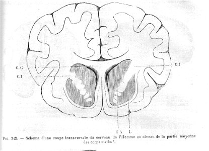 StriatumChauveau1890MeyCh