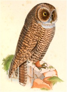 Strix rufipes 1849