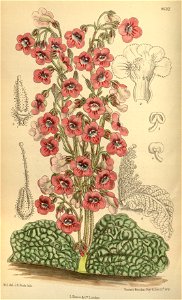 Streptocarpus denticulatus