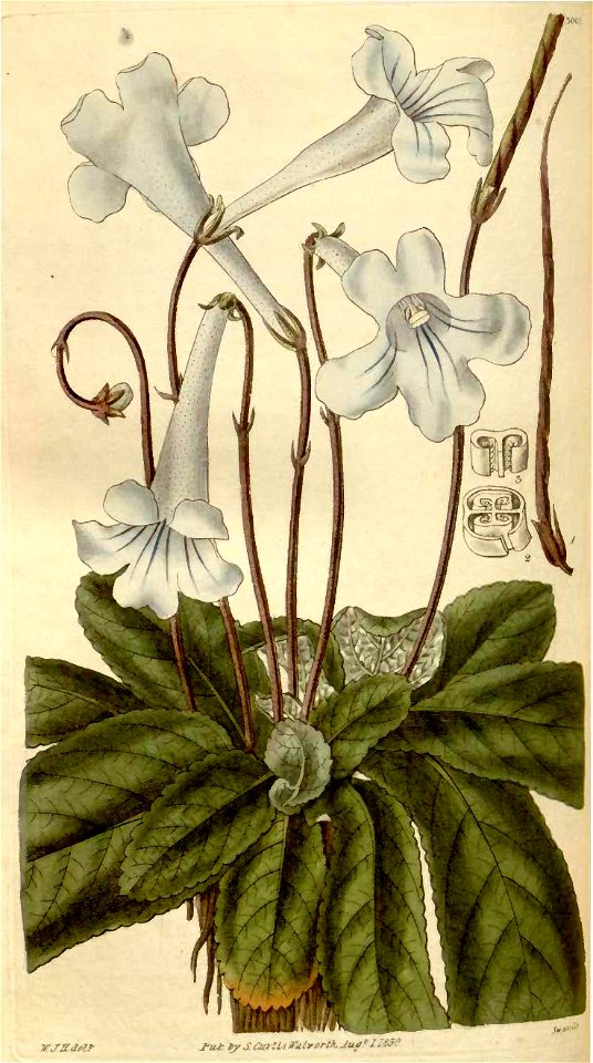 Streptocarpus rexii00