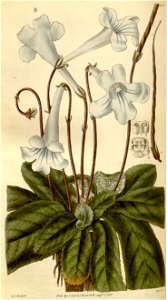 Streptocarpus rexii00