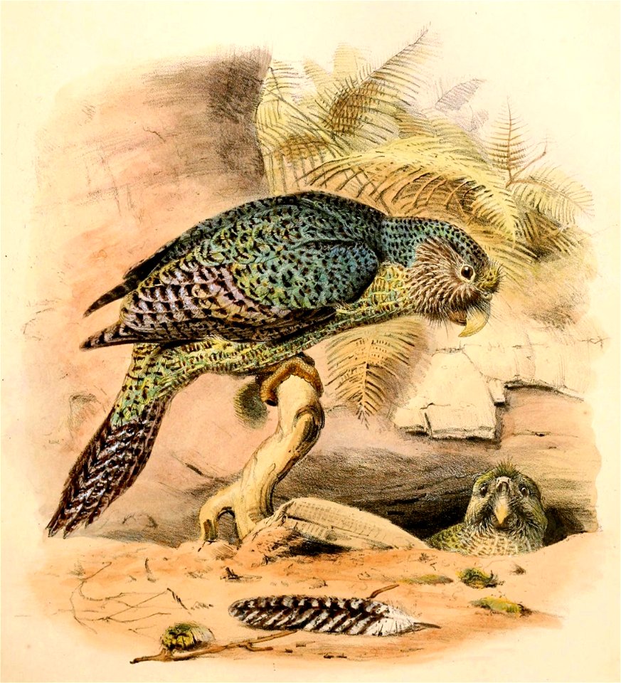 Strigops habroptilus Hullmandel