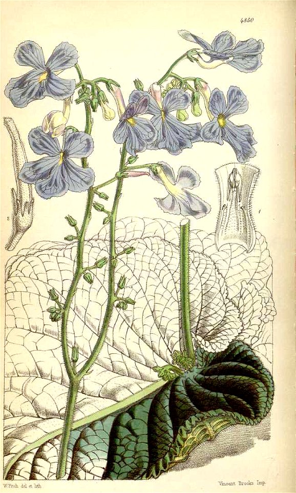 Streptocarpus botanic illustration