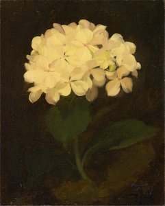 Stuart Park - White Hydrangea - Google Art Project