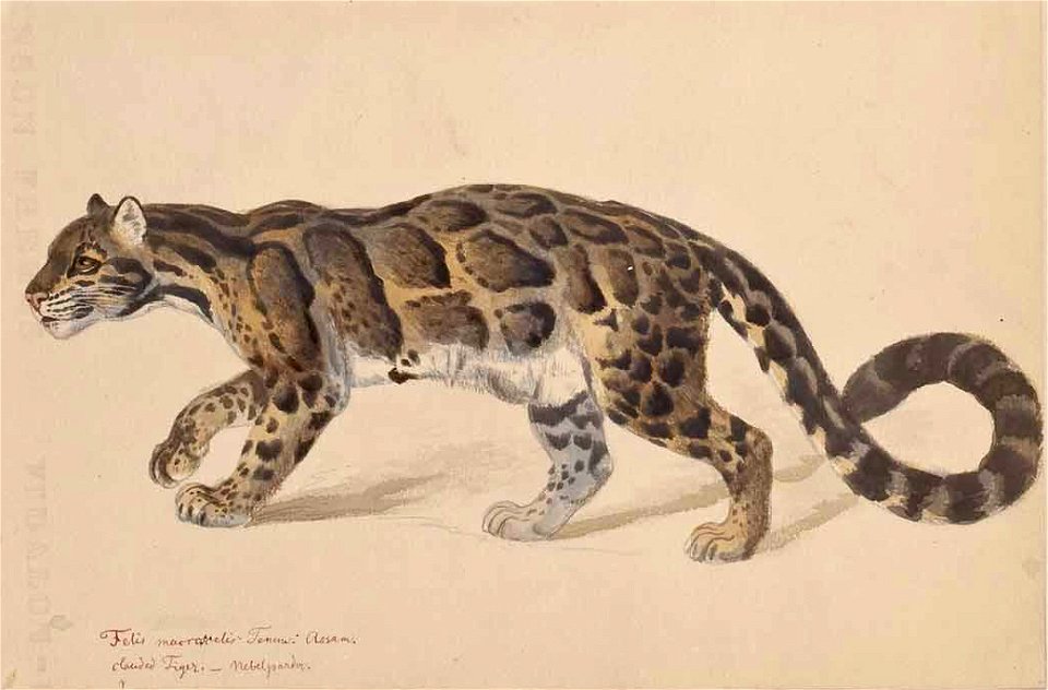 Studienblatt Felis macroscelis Nebelparder