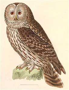 Strix uralensis 1838