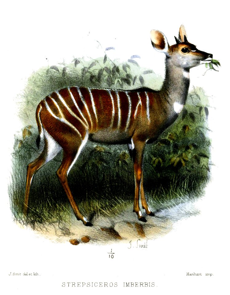 StrepsicerosImberbisSmit
