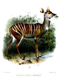 StrepsicerosImberbisSmit