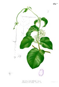 Streptocaulon baumii Blanco1.138b