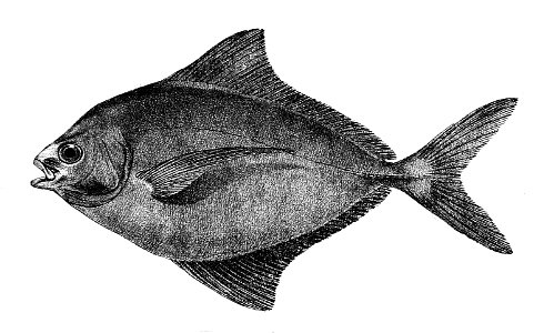 Stromateus niger Ford 53