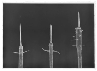 Stridsklubba, morgonstjärna, Sverige , 1500-tal - Livrustkammaren - 68874-negative