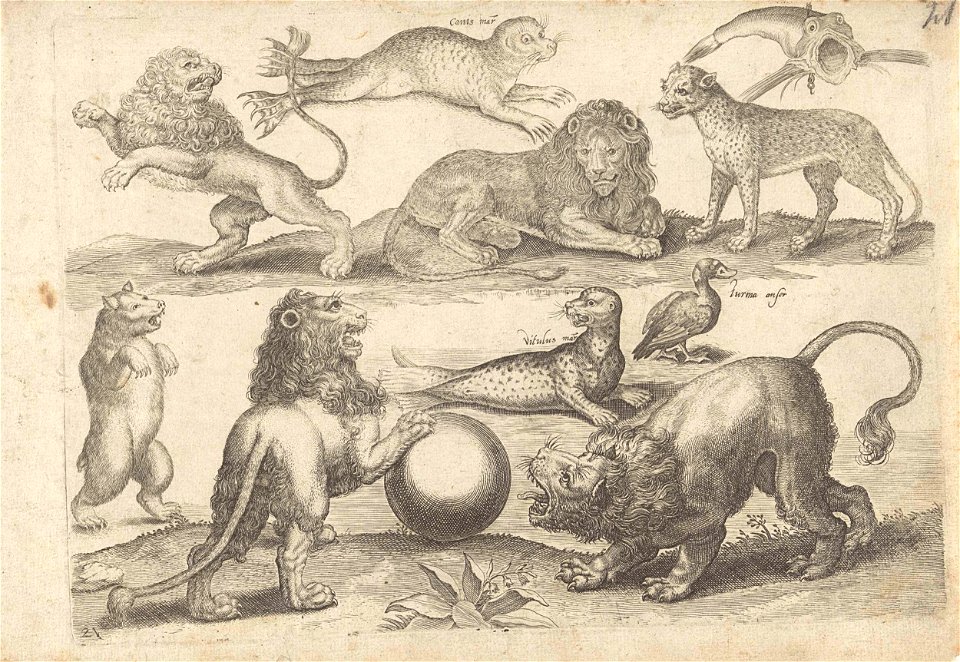Studieblad met tekenvoorbeelden- diverse dieren