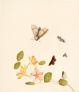Golden Columbine with Butterflies and Moths by Nicolaas Struyk