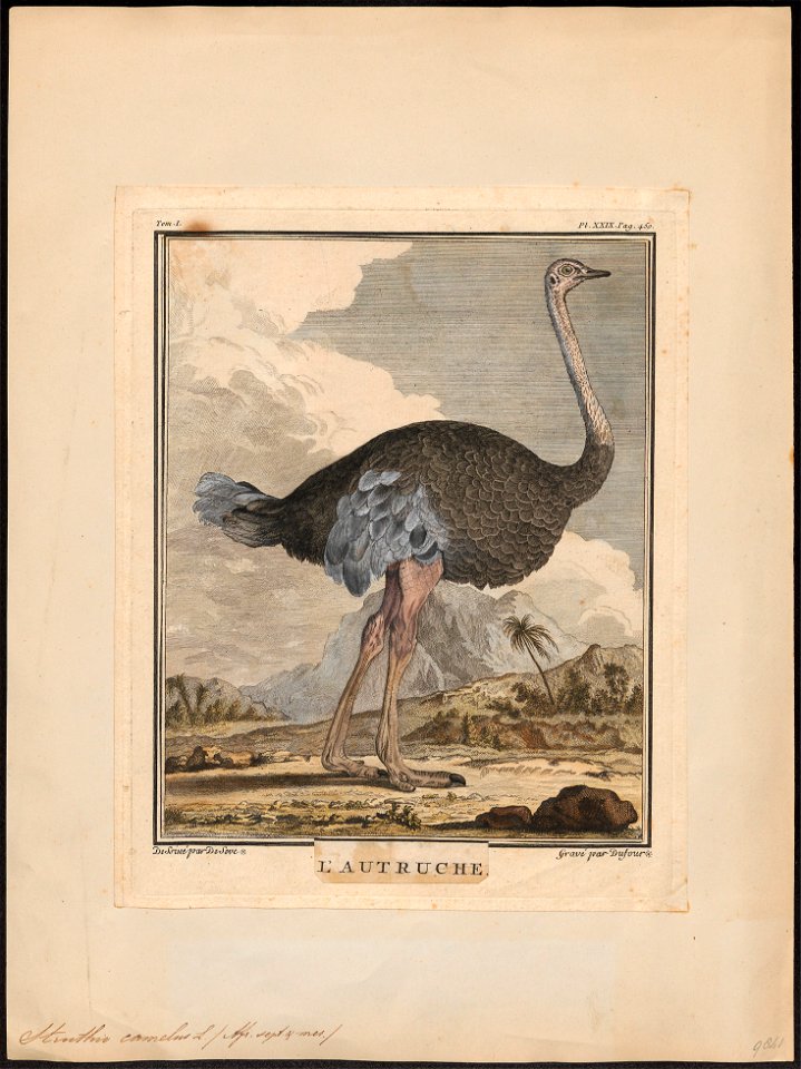 Struthio camelus - 1700-1880 - Print - Iconographia Zoologica - Special Collections University of Amsterdam - UBA01 IZ18900021