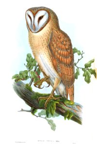 StrixIndicaGould