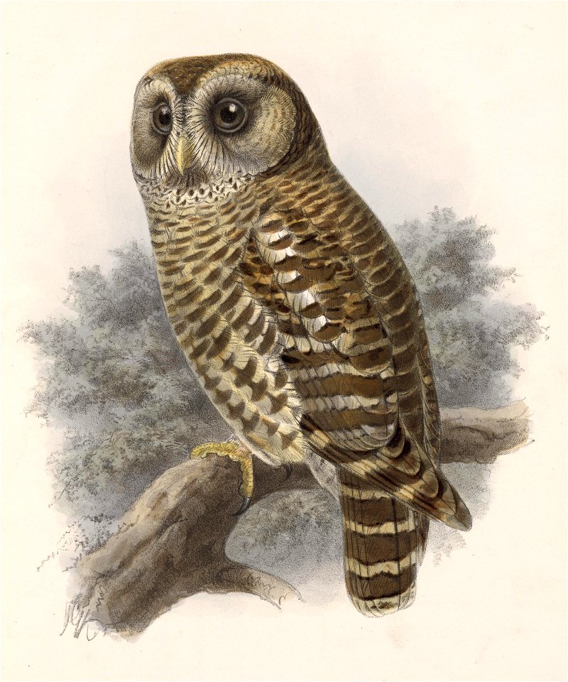 Strix fulvescens 1902 - Free Stock Illustrations | Creazilla