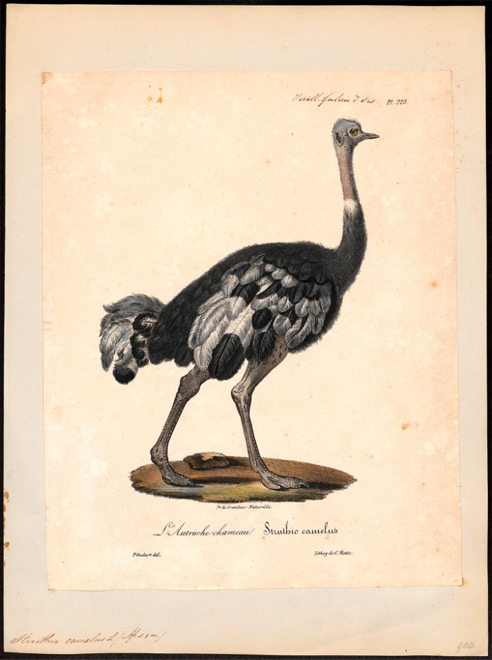 Struthio camelus - 1825-1834 - Print - Iconographia Zoologica - Special Collections University of Amsterdam - UBA01 IZ18900009