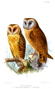 StrixFlammeaKeulemans