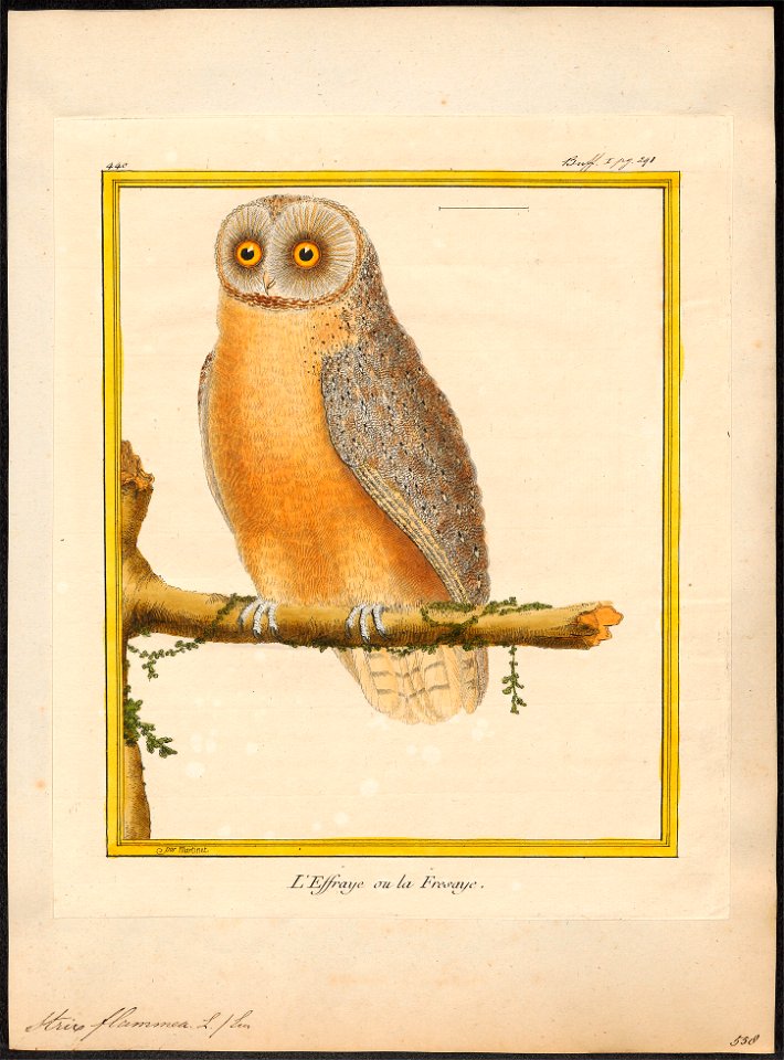 Strix flammea - 1700-1880 - Print - Iconographia Zoologica - Special Collections University of Amsterdam - UBA01 IZ18400231