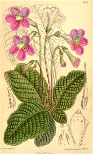 Streptocarpus cyaneus 139-8521