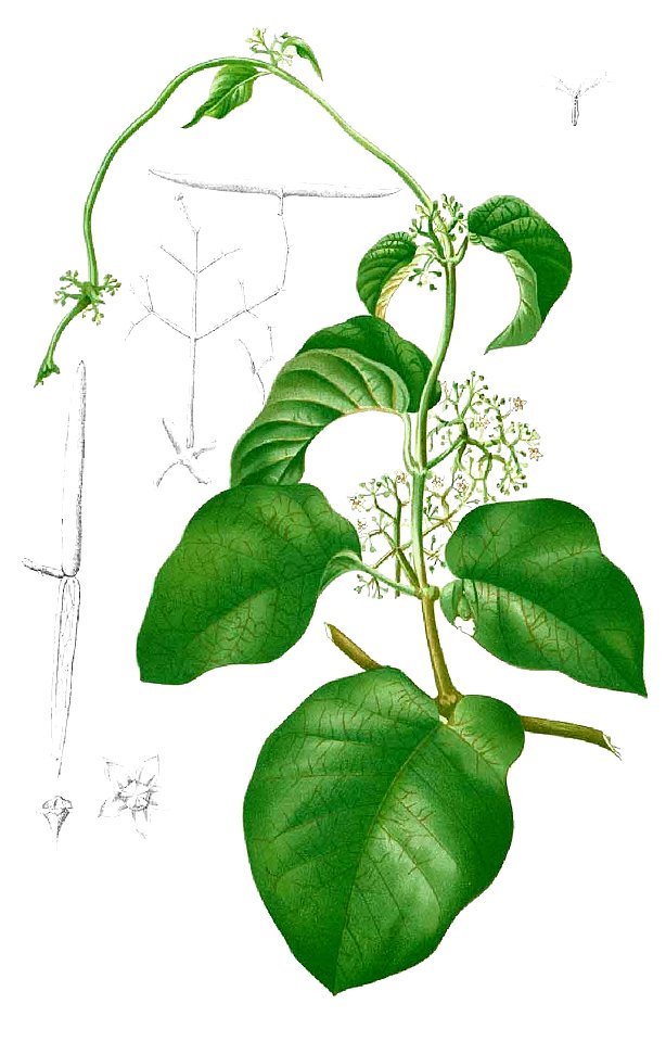 Streptocaulon baumii Blanco1.138b-cropped