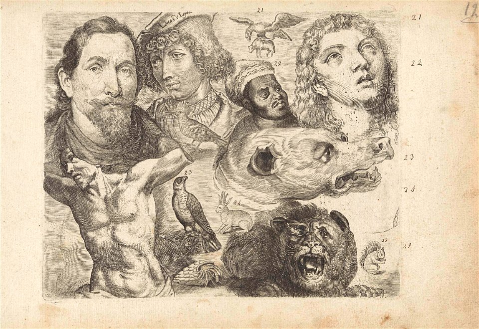 Studieblad met tekenvoorbeelden- koppen, torso en dieren